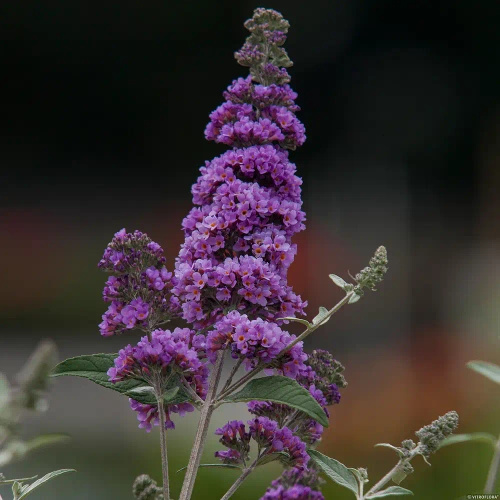Budleja Dawida Lavender Cupcake Buddleja Davidii 1l
