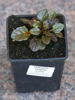 Dąbrówka rozłogowa Mahogany Ajuga Reptans