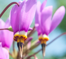 Bożykwiat Dodecatheon media