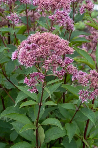 Sadziec plamisty Atropurpureum Eupatorium maculatum 1l