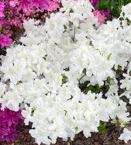 Azalia japońska Schneesturm Azalea japonicum 1l