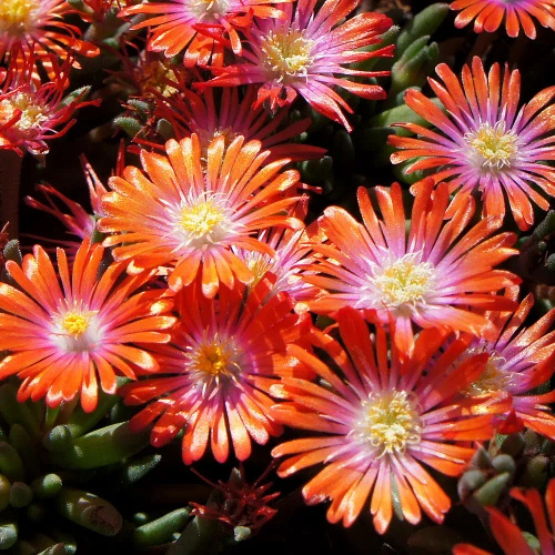 Delosperma Jewel of Desert Sunstone Delosperma cooperi 
