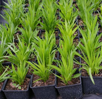 Liatra Kłosowa Kobold Liatris Spicata 1l