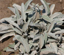 Przetacznik siwy Argentea Veronica incana 9