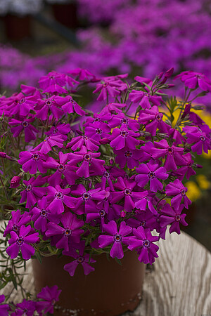 Floks Szydlasty Spring Hot Pink Phlox subulata 9