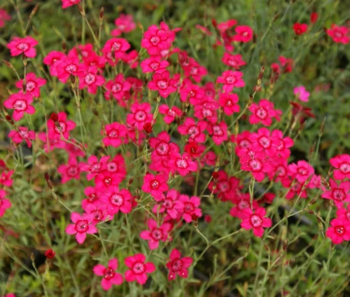 Goździk kropkowany C. czerwony Dianthus deltoides 9