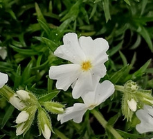 Floks Szydlasty Spring® White Phlox subulata 9