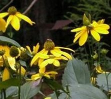 Rudbeckia Naga Herbstsonne Rudbeckia Laciniata 2l