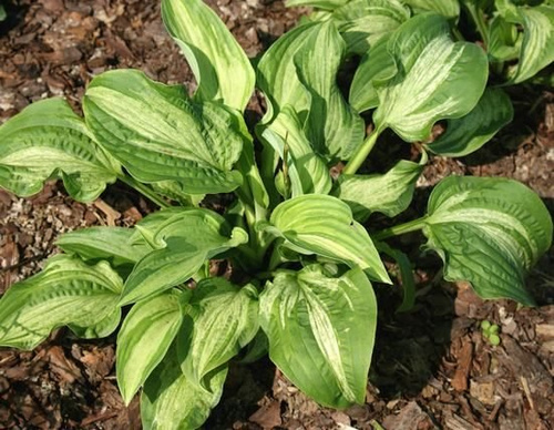 Funkia Allegan Fog Hosta  1l