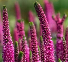 Przetacznik Lancita Pink Veronica hybrida