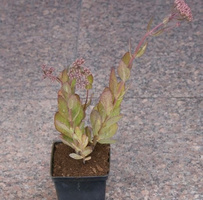 Rozchodnik okazały Mr. Goodbud Sedum spectabile 0,5 - 1l