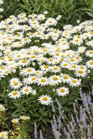 Złocień wielki Snow Cap Leucanthemum Superbum 1l