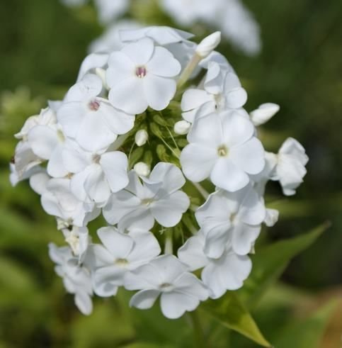 Floks, Płomyk David Phlox Paniculata