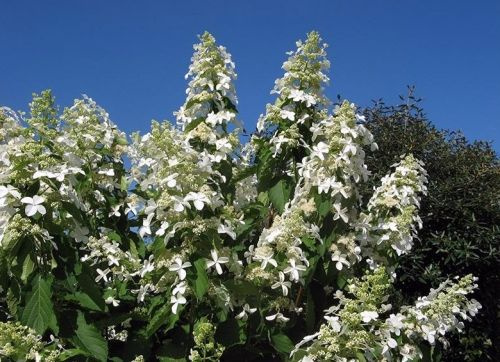 Hortensja bukietowa Levana® Hydrangea paniculata 1l