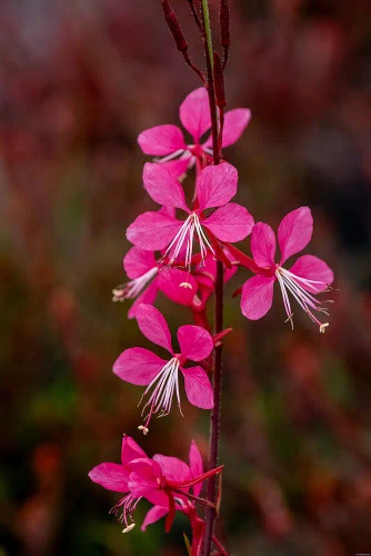 Gaura Tutti Frutti Gaura lindheimeri