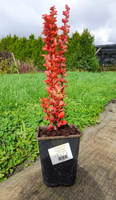 Berberys Thunberga Erecta Berberis Thunbergii 1l