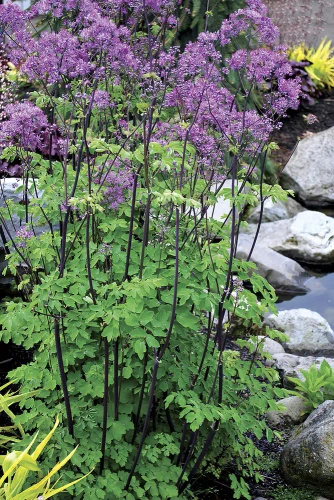 Rutewka Orlikolostna Black Stockings Thalictrum Aqulegiifolium