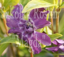 Barwinek pospolity Multiplex Vinca Minor 9