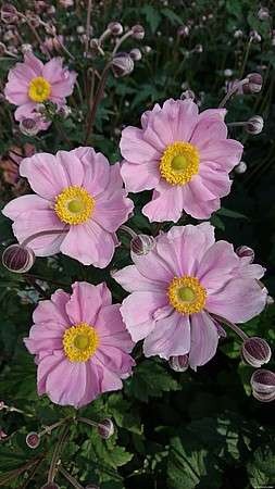 Zawilec Serenade Anemone hybrida