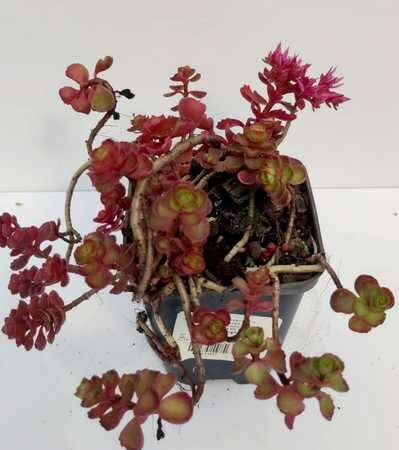 Rozchodnik kaukaski Dragon's Blood Sedum spurium 9