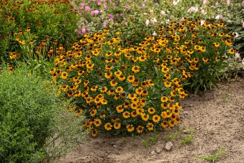 Dzielżan Carmen Helenium hybridum