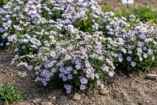 Aster letni Kalimeris wciętolistna 'Blue Star Kalimeris incisa
