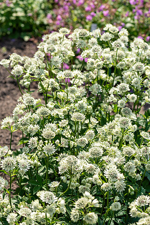 Jarzmianka Astra White Astrantia hybrida 0,5l - 1l