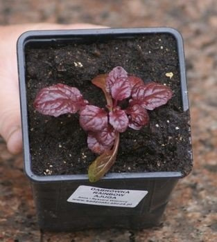 Dąbrówka rozłogowa Mahogany Ajuga Reptans