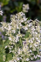 Kocimiętka Fasena Snowflake Nepeta Faassenii
