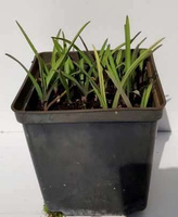 Trzykrotka ogrodowa biała Tradescantia Andersoniana 2l 