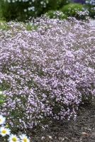 Gipsówka Rosenschleier Gypsophila hybride