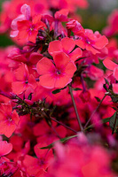 Floks, Płomyk Spitfire Phlox Paniculata 1l