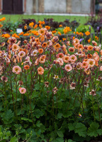 Kuklik Mai Tai Geum 9