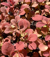 Berberys Thunberga Orange Pillar Berberis Thunbergii 1l