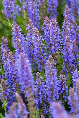 Szałwia omszona Blauhügel Salvia nemorosa