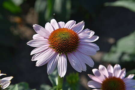 Jeżówka Pink Skipper Echinacea 9
