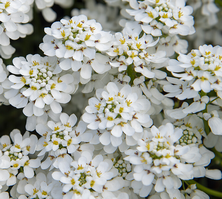 Ubiorek wiecznie zielony Snowflake Iberis Sempervirens
