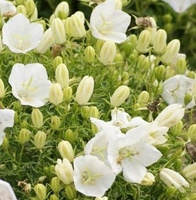 Dzwonek karpacki White Clips Campanula carpatica