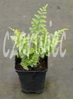 Narecznica Samcza Barnesi Dryopteris filix-mas 9