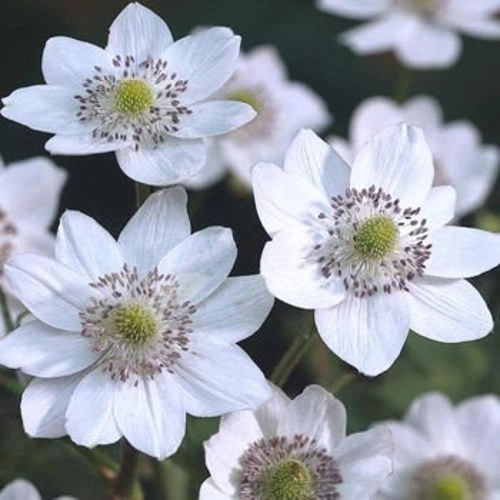 Zawilec Leveillei Anemone Leveillei