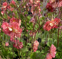 Kuklik Flames of Passion Geum 9
