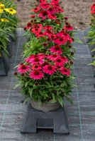 Jeżówka SunMagic Vintage Red Echinacea