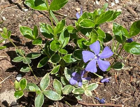 Barwinek pospolity Ralph Shugart Vinca minor