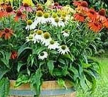Jeżówka PollyNation White Echinacea 9