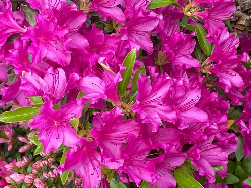 Azalia japońska Blaue Donau Azalea japonicum 1l