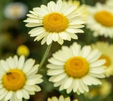 Rumian E.C. Buxton Anthemis hybrida
