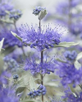 Barbula Sterling Silver Caryopteris Clandonensis 1l