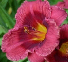Liliowiec Little Follow Hemerocallis hybrida1l