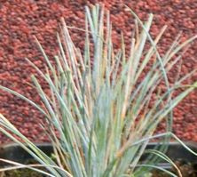 Kostrzewa sina Uchte Festuca Glauca 9
