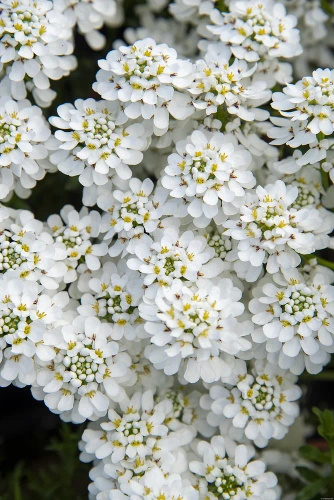 Ubiorek wiecznie zielony Snowflake Iberis Sempervirens